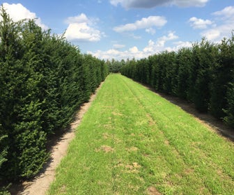 Grote Venijnboom (Taxus baccata)