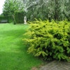 Taxus (Taxus baccata 'Summergold')