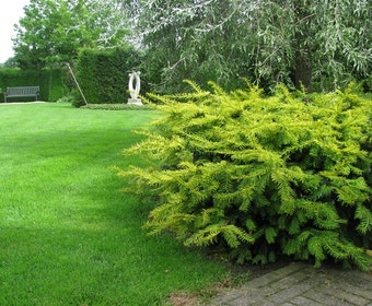 Taxus (Taxus baccata 'Summergold')