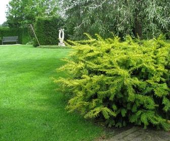Taxus (Taxus baccata 'Summergold')