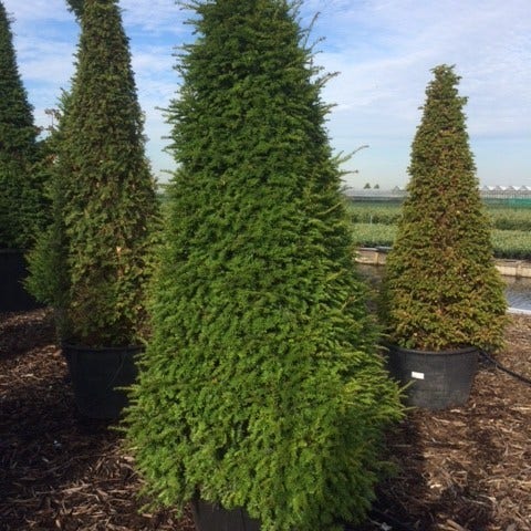 Pyramidal Taxus Taxus als Egyptische pyramide (Taxus baccata)