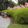Taxus (Taxus media 'Densiformis')