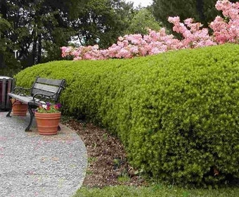 Taxus (Taxus media 'Densiformis')