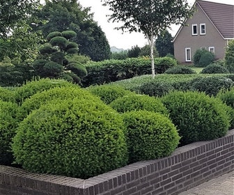 Taxus (Taxus media 'Groenland')
