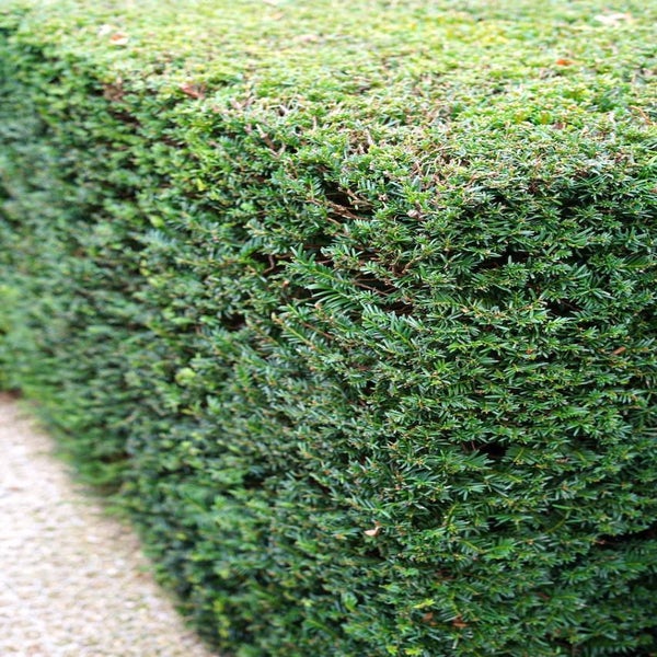  Taxushaag (Taxus baccata)