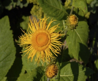 Koeienoog (Telekia speciosa)