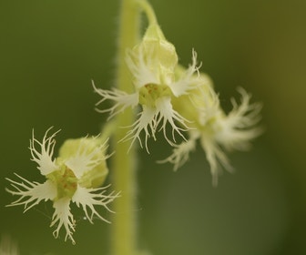 Mijterloof (Tellima grandiflora)