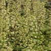 Mijterloof (Tellima grandiflora 'Rubra')
