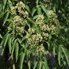 Bijenboom, struik (Tetradium daniellii)