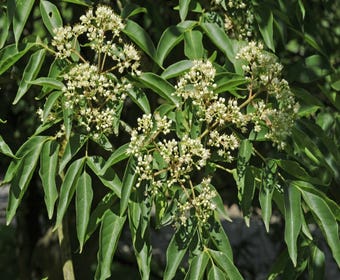 Bijenboom, struik (Tetradium daniellii)