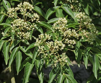 Bijenboom, struik (Tetradium daniellii)