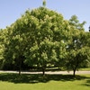 Bijenboom (Tetradium daniellii)