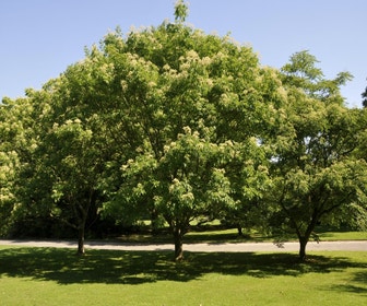 Bijenboom (Tetradium daniellii)