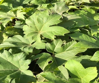 Rijstpapierplant (Tetrapanax papyrifer)