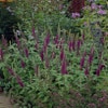 Gamander (Teucrium hyrcanicum)