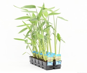 Thalia (Thalia dealbata)