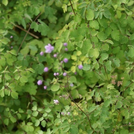 Chinese ruit (Thalictrum delavayi)