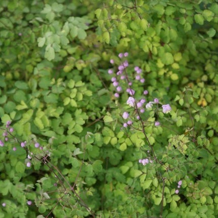 Chinese ruit (Thalictrum delavayi)