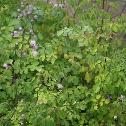 Chinese ruit (Thalictrum delavayi)