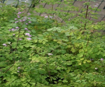 Chinese ruit (Thalictrum delavayi) BIO