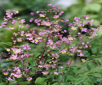Ruit (Thalictrum rochebrunianum) BIO