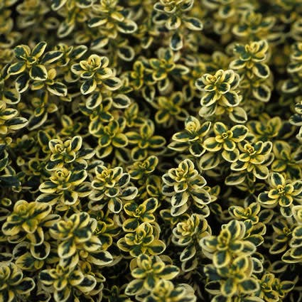 Citroentijm (Thymus citrodorus 'Aureus') Bio