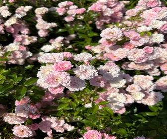 Bodembedekkende roos (Rosa 'The fairy') (BIO)