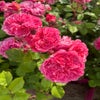 Eetbare roos (Rosa 'Theo Clevers') (BIO)