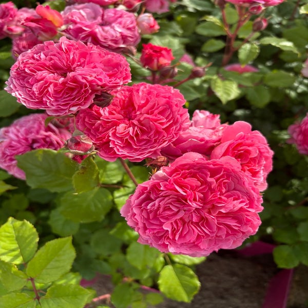 Eetbare roos (Rosa 'Theo Clevers') (BIO)