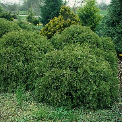 Thuja (Thuja occidentalis 'Globosa')