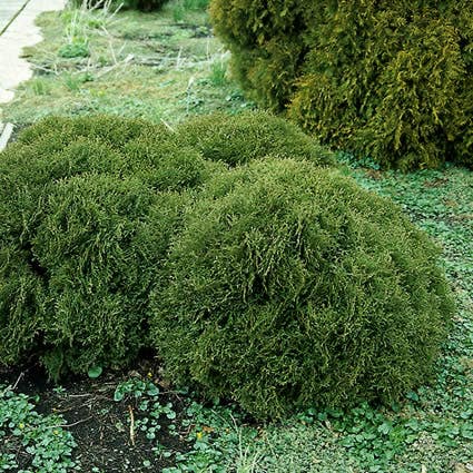 Thuja (Thuja occidentalis 'Tiny Tim')