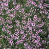 Tijm (Thymus praecox 'Coccineus')