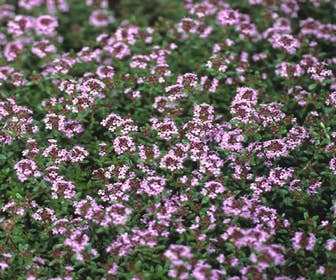 Tijm (Thymus praecox 'Coccineus')
