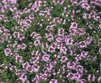 Tijm (Thymus praecox 'Coccineus')