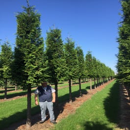 Haagconifeer op stam (Thuja plicata 'Excelsa')