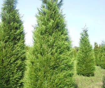 Levensboom (Thuja plicata 'Atrovirens')