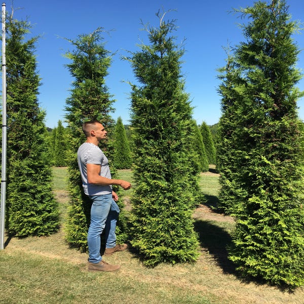 Thuja occ. 'Brabant' 300-350 cm