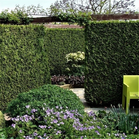 Thuja occidentalis 'Brabant' (Groene haagconifeer)