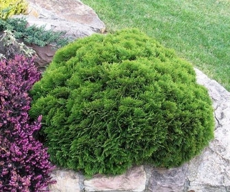 Thuja (Thuja occidentalis 'Danica')
