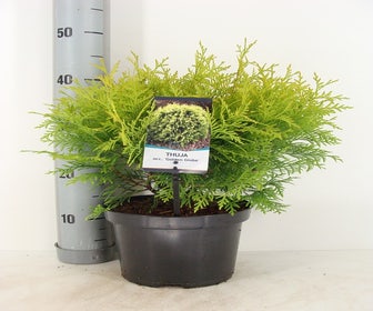 Levensboom  (Thuja occidentalis 'Golden Globe') 