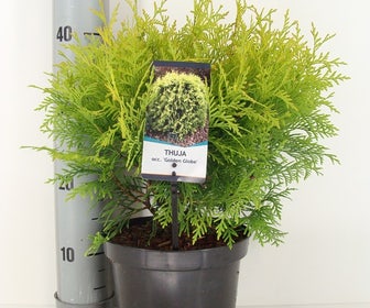 Levensboom  (Thuja occidentalis 'Golden Globe')