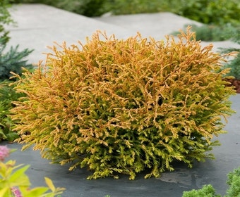 Goudkussen levensboom (Thuja occidentalis 'Golden Tuffet')