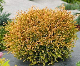 Goudkussen levensboom (Thuja occidentalis 'Golden Tuffet')