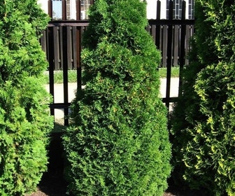 Levensboom (Thuja occidentalis 'Holmstrup')