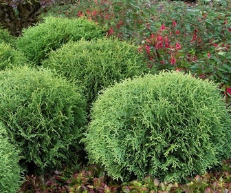 Levensboom (Thuja occidentalis 'Little Giant')