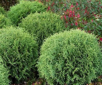 Levensboom (Thuja occidentalis 'Little Giant')