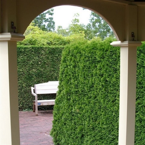 Westerse levensboom (Thuja occidentalis 'Smaragd') als haag gesnoeid 