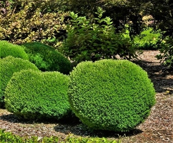 Teddy (Thuja occidentalis 'Teddy')