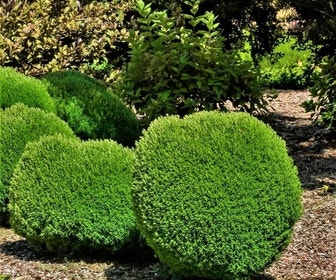 Teddy (Thuja occidentalis 'Teddy')