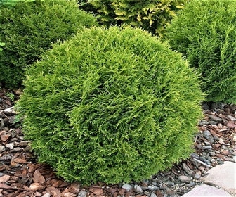 Thuja (Thuja occidentalis 'Tiny Tim')